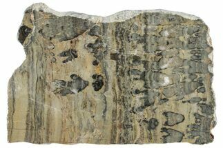 Polished Proterozoic Stromatolite (Yelma) Slab - Australia #239987