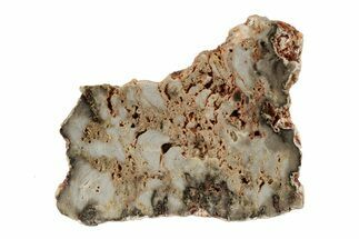 Paleoproterozoic Stromatolite (Eucapsiphora) Slab - Australia #239965