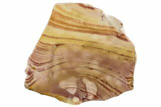 Polished Binthalya Opal Slab - Western Australia #239704
