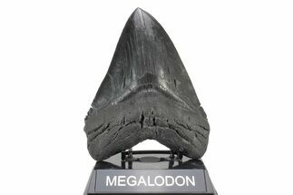 Serrated, Fossil Megalodon Tooth - South Carolina #239757