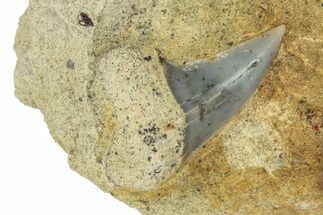Hooked White Shark Tooth Fossil on Sandstone - Bakersfield, CA #238318