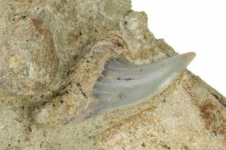Hooked White Shark Tooth Fossil on Sandstone - Bakersfield, CA #238324