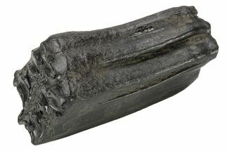 Pleistocene Aged Fossil Horse Tooth - South Carolina #239786