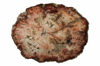Stunning, Petrified Wood (Araucaria) Round - Madagascar #240193