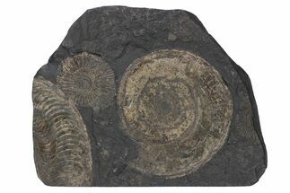 Plate Of Pyritized Ammonite Fossils - Posidonia Shale, Germany #240199