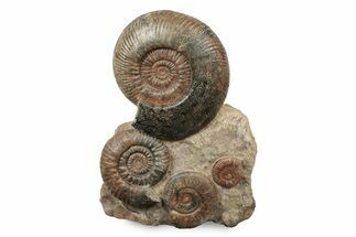 Tall, Jurassic Ammonite (Hammatoceras) Display - France #240203