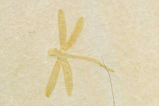 Fossil Dragonfly (Mesuropetala) - Solnhofen Limestone #240219