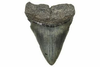 Fossil Great White Shark Tooth - South Carolina #240175