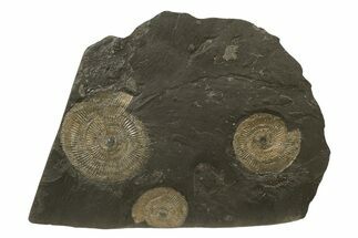 Dactylioceras Ammonite Cluster - Posidonia Shale, Germany #240213
