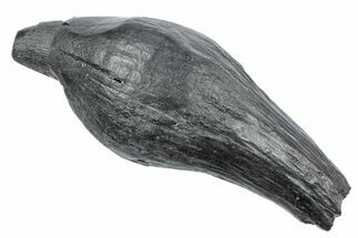 Fossil Sperm Whale (Scaldicetus) Tooth - South Carolina #239774