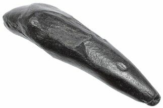 Fossil Sperm Whale (Scaldicetus) Tooth - South Carolina #239777
