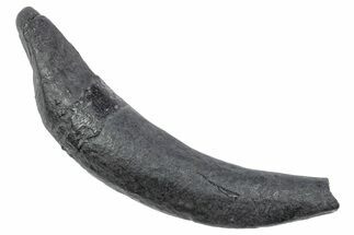 Fossil Pygmy Sperm Whale (Kogiopsis) Tooth - South Carolina #239780