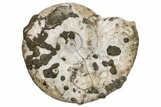 Silver Iridescent Ammonite (Cleoniceras) Fossil - Madagascar #240198