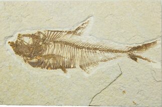 Fossil Fish (Diplomystus) - Wyoming #240350