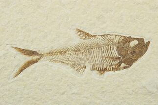 Fossil Fish (Diplomystus) - Wyoming #240357