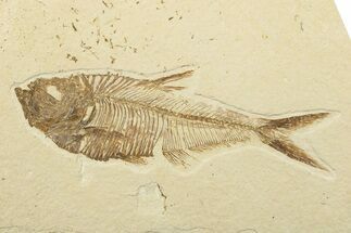 Fossil Fish (Diplomystus) - Wyoming #240364