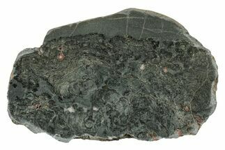 Polished Stromatolite (Alcheringa) Slab - Billion Years #239947
