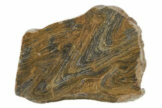 Polished Mesoproterozoic Stromatolite (Conophyton) - Australia #239948