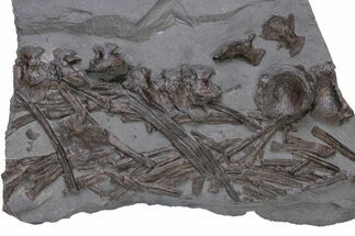 Fossil Ichthyosaur (Stenopterygius) Bone Cluster - Germany #240217