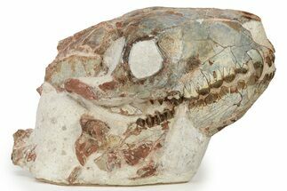 Fossil Oreodont (Merycoidodon) Skull with Puncture Wound #240462