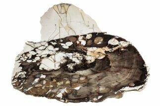 Petrified Peanut Wood Slab - Australia #239829