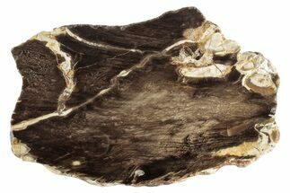 Petrified Peanut Wood Slab - Australia #239834