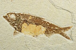 Fossil Fish (Knightia) - Green River Formation #240439
