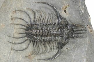 Spiny Quadrops Trilobite - Ofaten, Morocco #240531