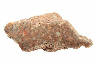Polished Dinosaur Bone (Gembone) Section - Utah #240584