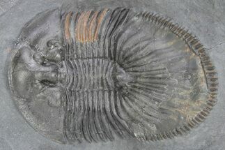 Thysanopeltis Trilobite - Boudib, Morocco #240498