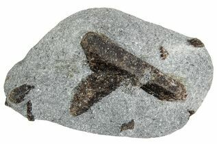 Buy Staurolite