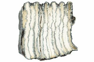Polished Mammoth Molar Slice - South Carolina #240470