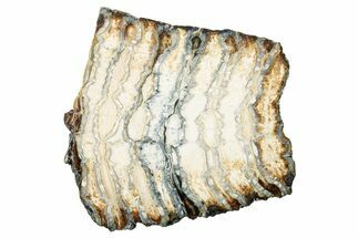 Polished Mammoth Molar Slice - South Carolina #240475