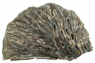 Polished Fossil Teredo (Shipworm Bored) Wood - England #240734
