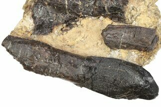 Rooted Dinosaur (Camarasaurus) Tooth With Skull - Colorado #240847