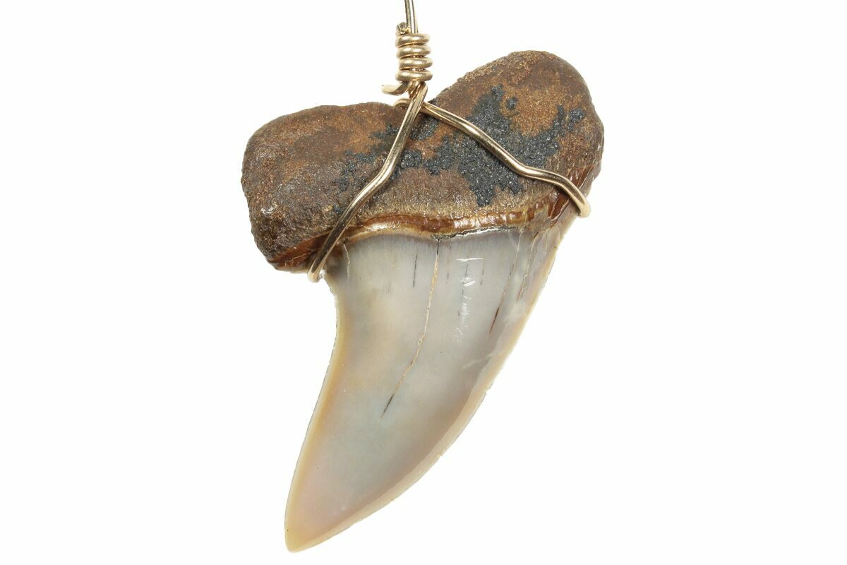 Shark Tooth Surfer Necklace on Rubber Cord 18
