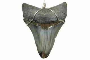 Jewelry With Fossils For Sale