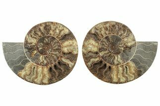 Large, Cut & Polished Ammonite Fossil - Madagasar #239222