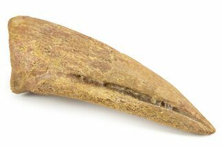 Fossil Spinosaurus Toe Claw - Top Quality With No Restoration! #241019