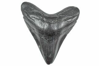 Fossil Megalodon Tooth - South Carolina #236289