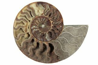 Cut & Polished Ammonite Fossil (Half) - Madagascar #241018