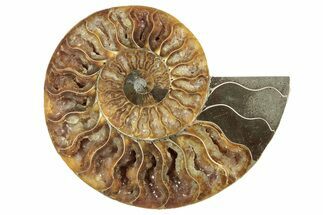 Cut & Polished Ammonite Fossil (Half) - Madagascar #241022