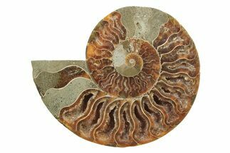 Cut & Polished Ammonite Fossil (Half) - Madagascar #240959