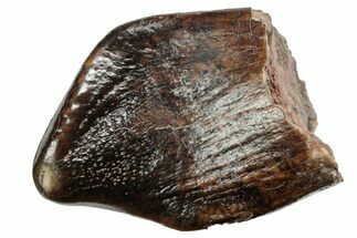 Rare Sauropod (Jobaria) Tooth - Niger #241051