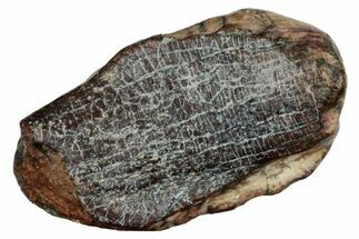 Rare Sauropod (Jobaria) Tooth - Niger #241058
