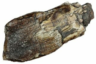 Rare Sauropod (Jobaria) Partial Tooth - Niger #241062