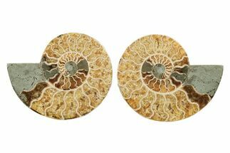 Cut & Polished, Agatized Ammonite Fossil - Madagascar #241004
