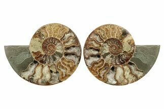 Cut & Polished, Agatized Ammonite Fossil - Madagascar #241006