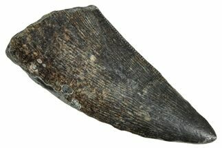 Megalosaurid Dinosaur (Afrovenator) Tooth - Niger #241139