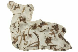 Plate Of Mosasaur (Tethysaurus?) Bones - Asfla, Morocco #241149